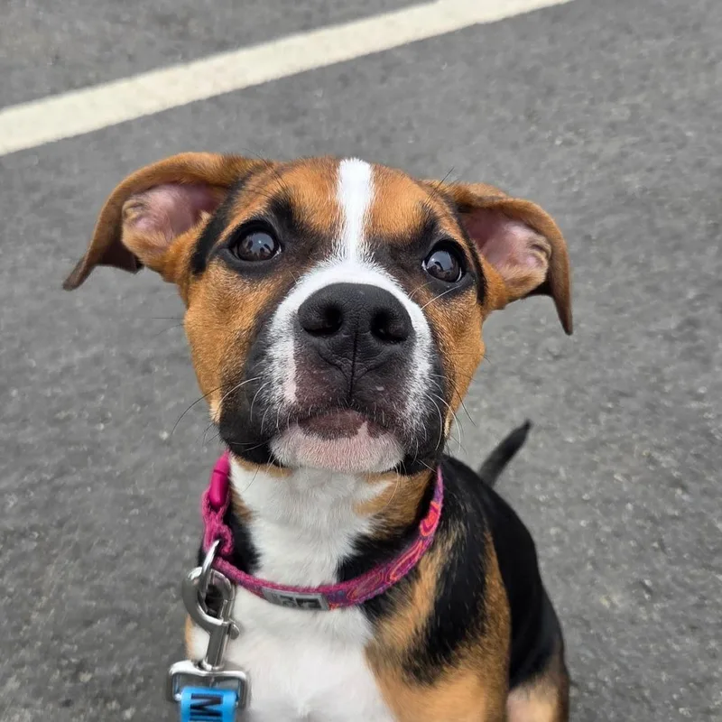 A baby small-sized female Black Mixed Breed dog named Lemon Haze for adoption in Kennebunk, ME