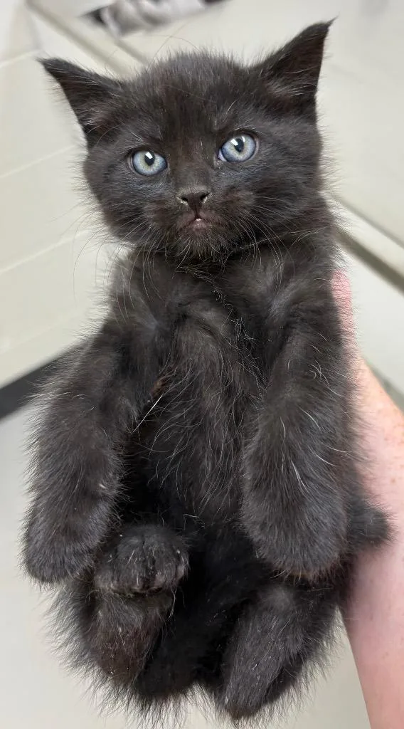 A baby medium-sized male Domestic Short Hair cat named Dance  Hoolah for adoption in Greeneville, TN