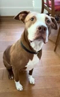 Sweet Pea thumbnail 2