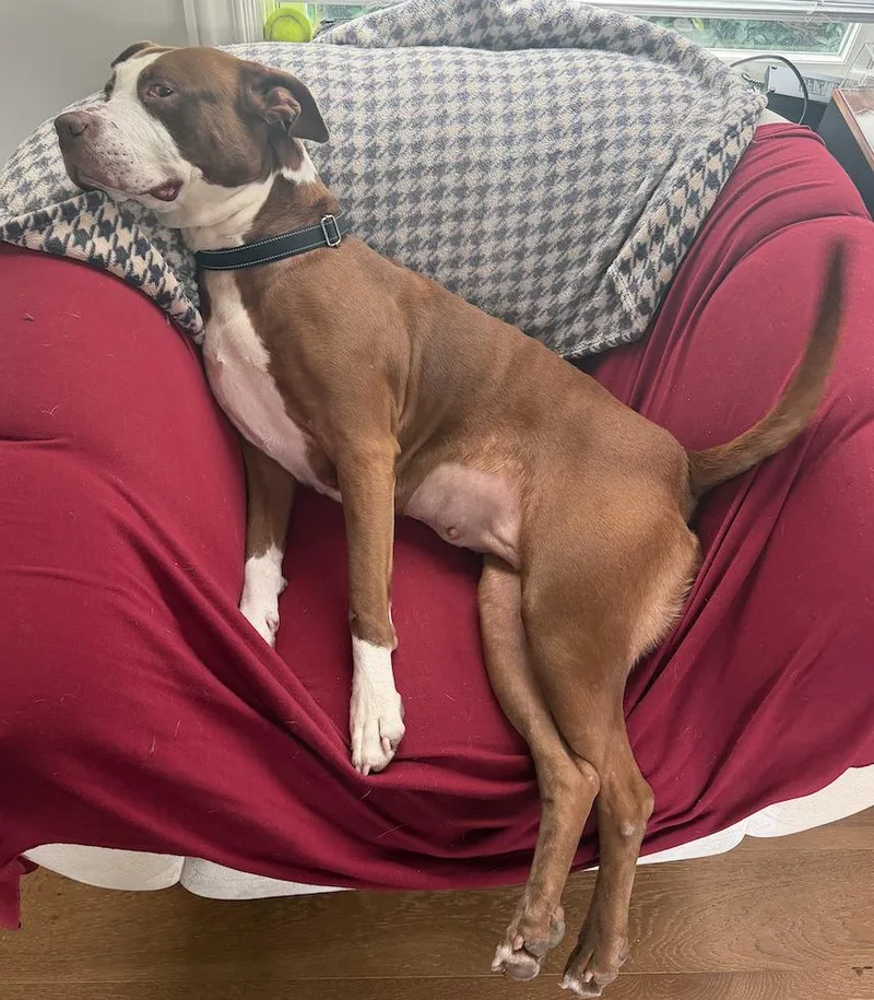 Sweet Pea thumbnail 3