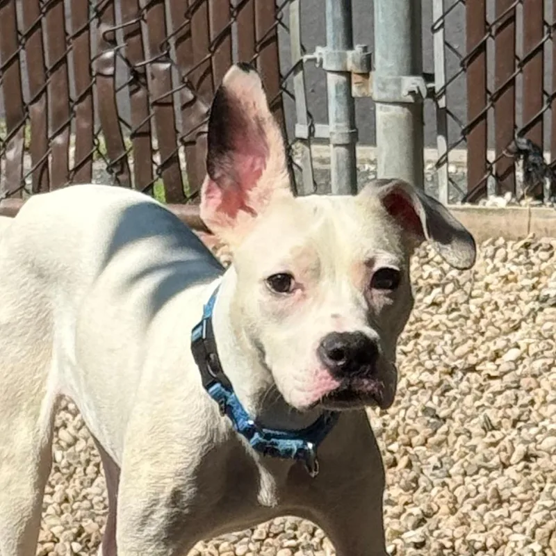 A young medium-sized female Mixed Breed dog named Bass for adoption in Medford, NY