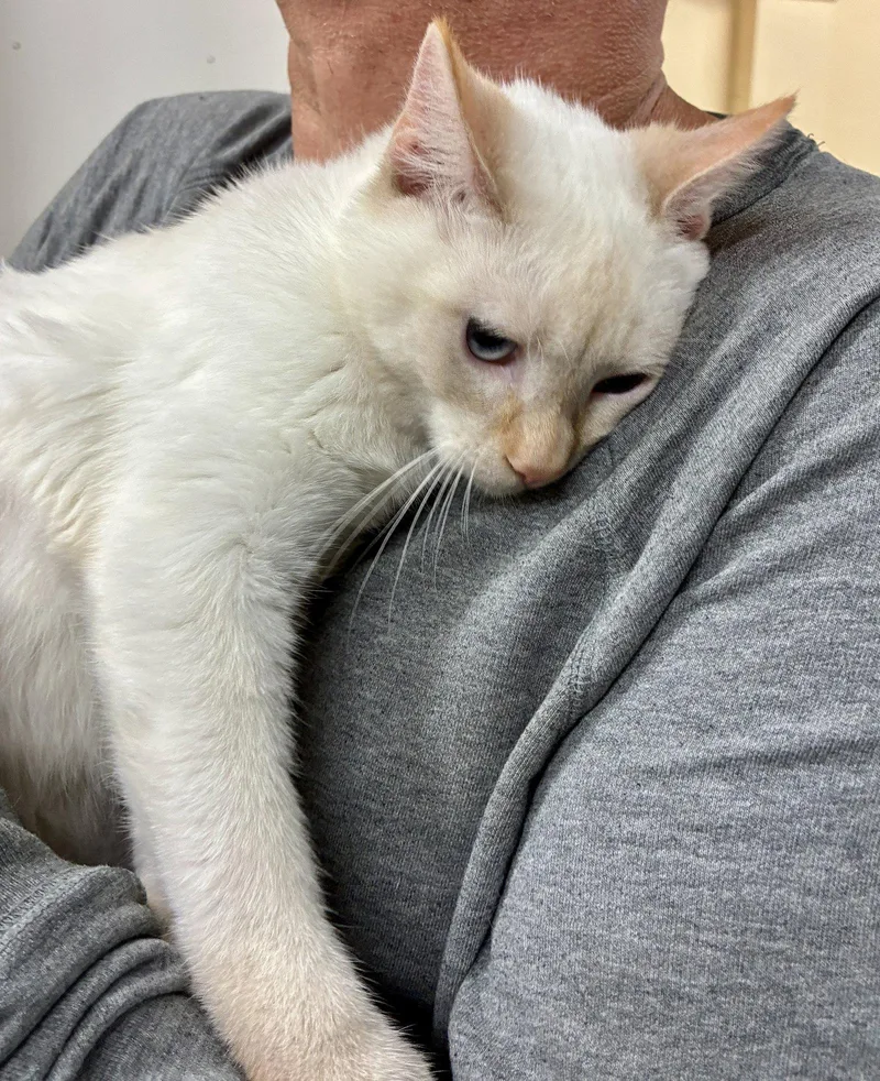 A baby small-sized male Buff / Tan / Fawn Domestic Short Hair cat named Fruity Pebbles for adoption in Forest Lake, MN