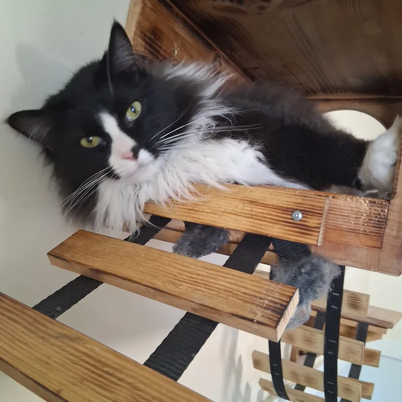 An adult large-sized male Black & White / Tuxedo Domestic Long Hair cat named Sylvester for adoption in Lincoln, IL