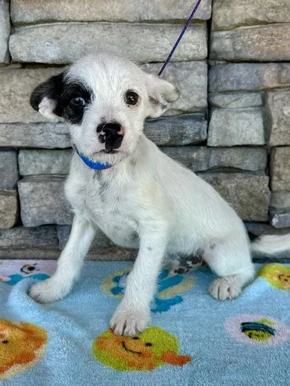 A baby small-sized male French Bulldog dog named Frank for adoption in Yakima, WA
