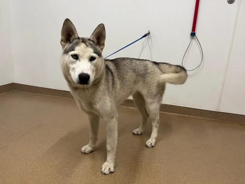 A young large-sized female Siberian Husky dog named Jordyn for adoption in Hayward, CA