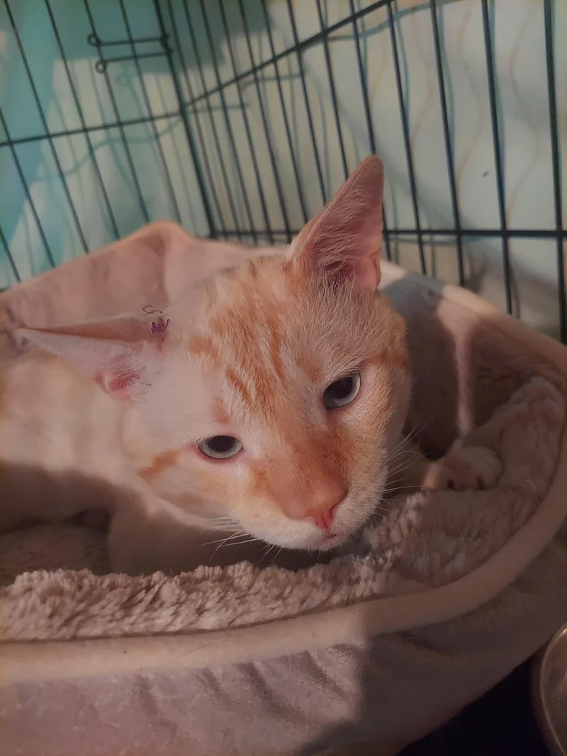 An adult medium-sized male Orange & White Domestic Short Hair cat named BillieTheKid for adoption in Philadelphia, PA