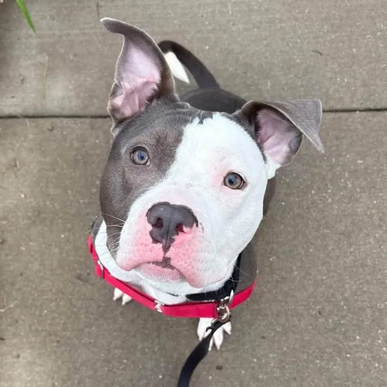 An adult medium-sized male Mixed Breed dog named Pomegranate for adoption in Pittsburgh, PA
