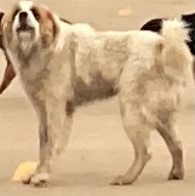 An adult extra large-sized male Great Pyrenees dog named Grande for adoption in Dallas, TX