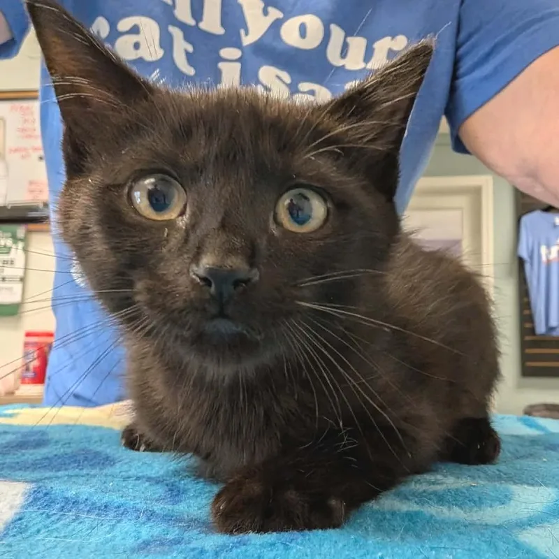 A baby small-sized male Domestic Short Hair cat named Mojito for adoption in Cumming, GA
