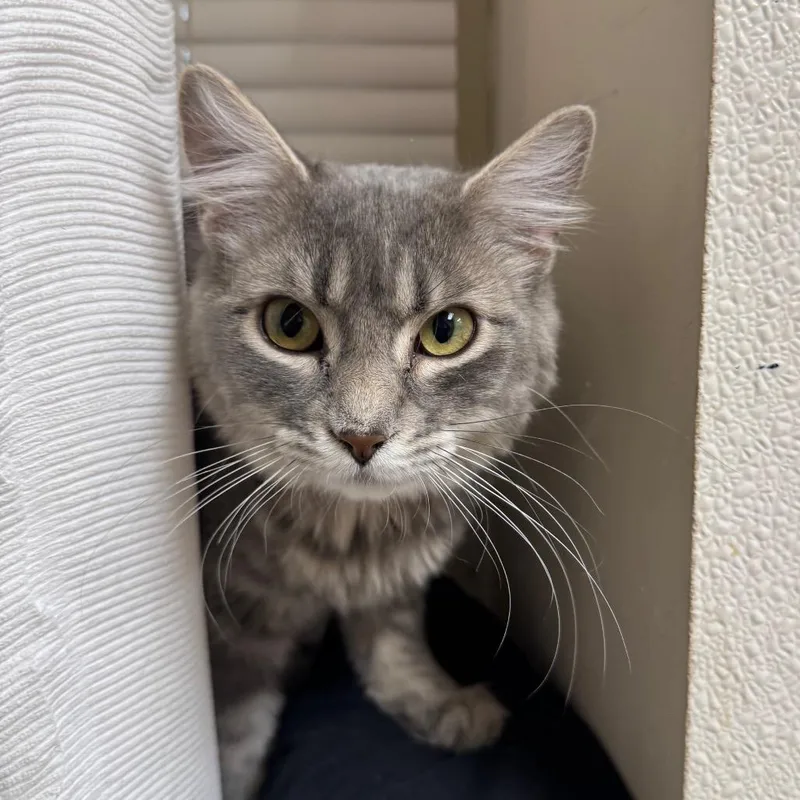 An adult medium-sized female Gray / Blue / Silver Domestic Medium Hair cat named Fran for adoption in Pekin, IL