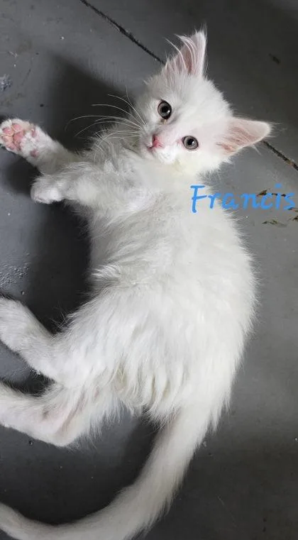 A baby small-sized male White Domestic Short Hair cat named Francis for adoption in Kansas City, MO