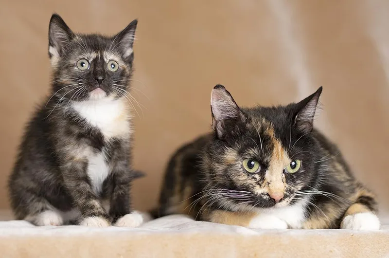 A baby medium-sized female Tortoiseshell Tortoiseshell cat named Celine & Mira for adoption in Chicago, IL
