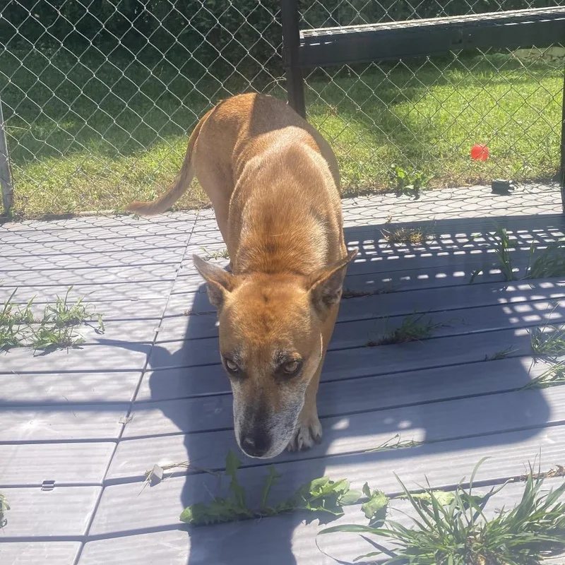 An adult medium-sized female Mixed Breed dog named Fae for adoption in Caryville, TN