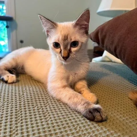 A baby small-sized female Blue Point Domestic Short Hair cat named Isabela for adoption in Sweetwater, TN
