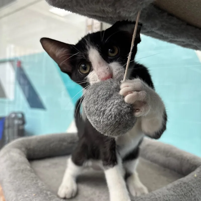 A baby small-sized male Black American Shorthair cat named Salted Caramel for adoption in Corpus Christi, TX