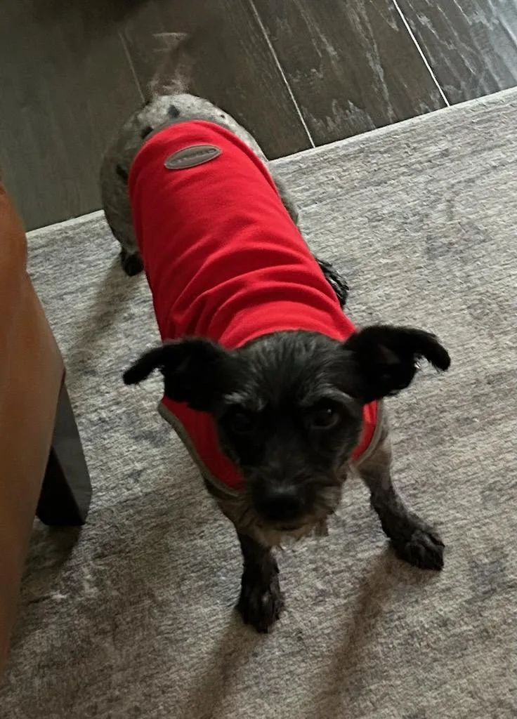 An adult small-sized female Terrier dog named Junie Aka June Bug for adoption in Hamilton, NJ