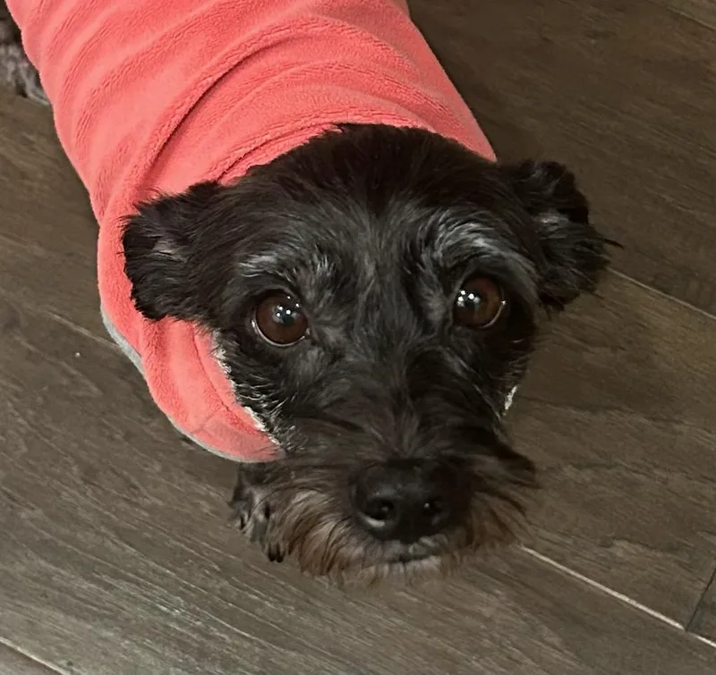Junie Aka June Bug thumbnail 4