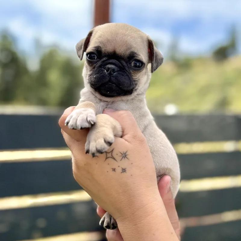 A young small-sized male Pug dog named Mashed Potato for adoption in San Diego, CA