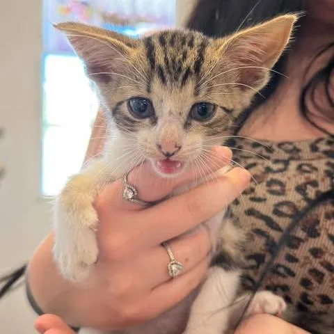 A baby large-sized female Domestic Short Hair cat named Fireball for adoption in Madill, OK