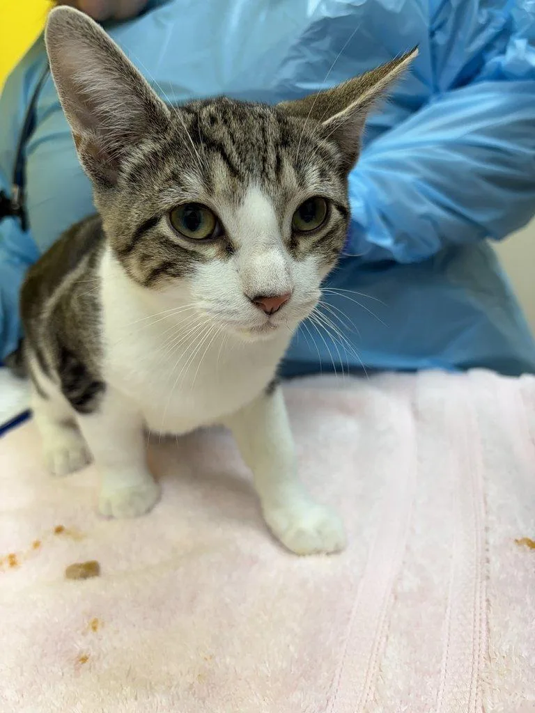 A baby small-sized male Tabby (Brown / Chocolate) Domestic Short Hair cat named Evan for adoption in Raleigh, NC
