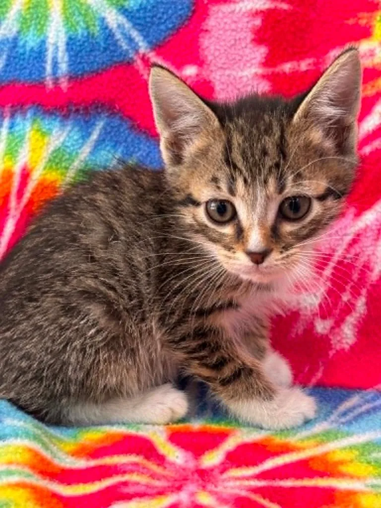 A baby small-sized male Domestic Short Hair cat named Harold for adoption in Warrenton, NC