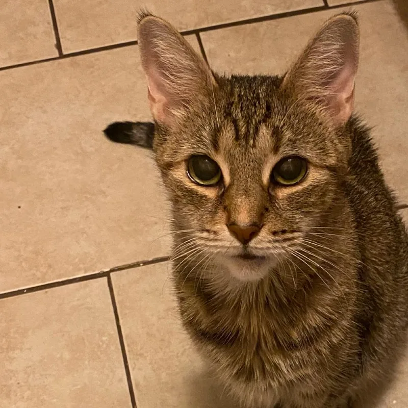 A senior small-sized female Gray / Blue / Silver Domestic Short Hair cat named Sparkle for adoption in Philadelphia, PA