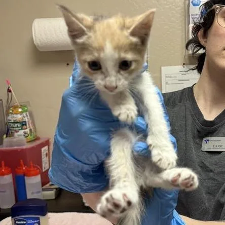 A baby small-sized female Calico Domestic Short Hair cat named Polly for adoption in Tempe, AZ