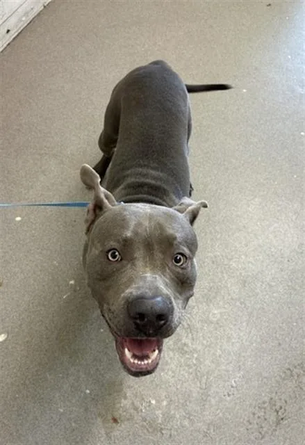 A young large-sized male Pit Bull Terrier dog named Owen for adoption in San Bernardino, CA