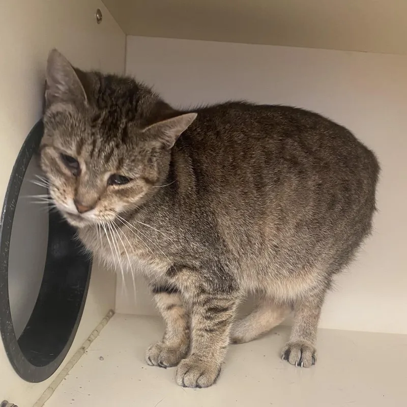 A senior medium-sized female Brown / Chocolate Domestic Short Hair cat named Samsung for adoption in Dayton, OH