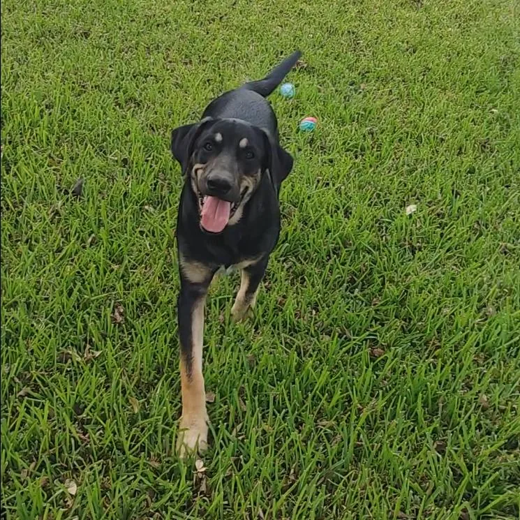 A baby large-sized male Black Shepherd dog named Wyatt for adoption in Seguin, TX