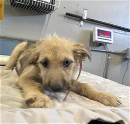 A baby small-sized male Cairn Terrier dog named A for adoption in Camarillo, CA