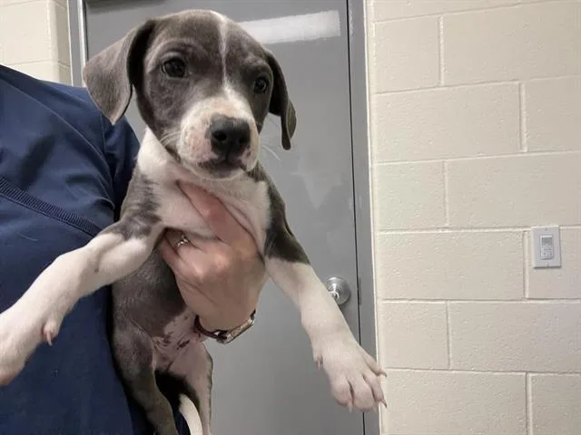 A baby small-sized male Pit Bull Terrier dog named Archie for adoption in Auburn, CA