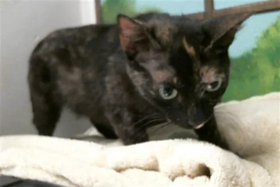A young small-sized female Domestic Short Hair cat named Ruby for adoption in Houston, TX