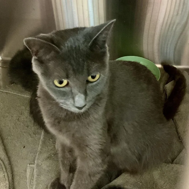 An adult medium-sized female Domestic Short Hair cat named Liberty for adoption in Cumming, GA