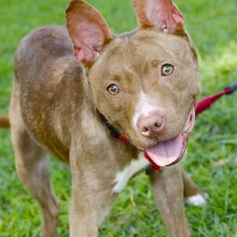 A young medium-sized female Brown / Chocolate Mixed Breed dog named Barbie for adoption in Hopkinton, MA