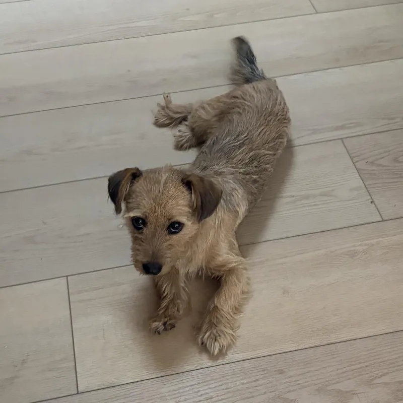A young small-sized female Mixed Breed dog named Muffy for adoption in Oxford, ME