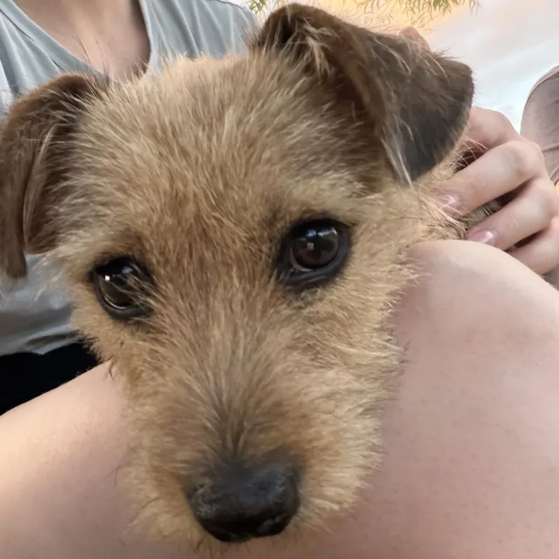 Muffy thumbnail 5