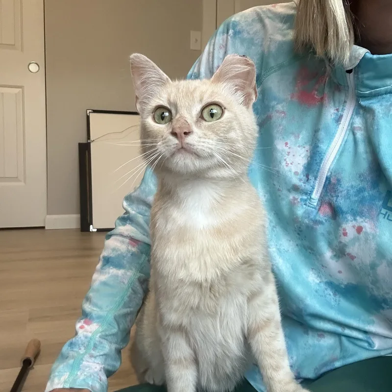 A young medium-sized male American Shorthair cat named Simon for adoption in Moses Lake, WA