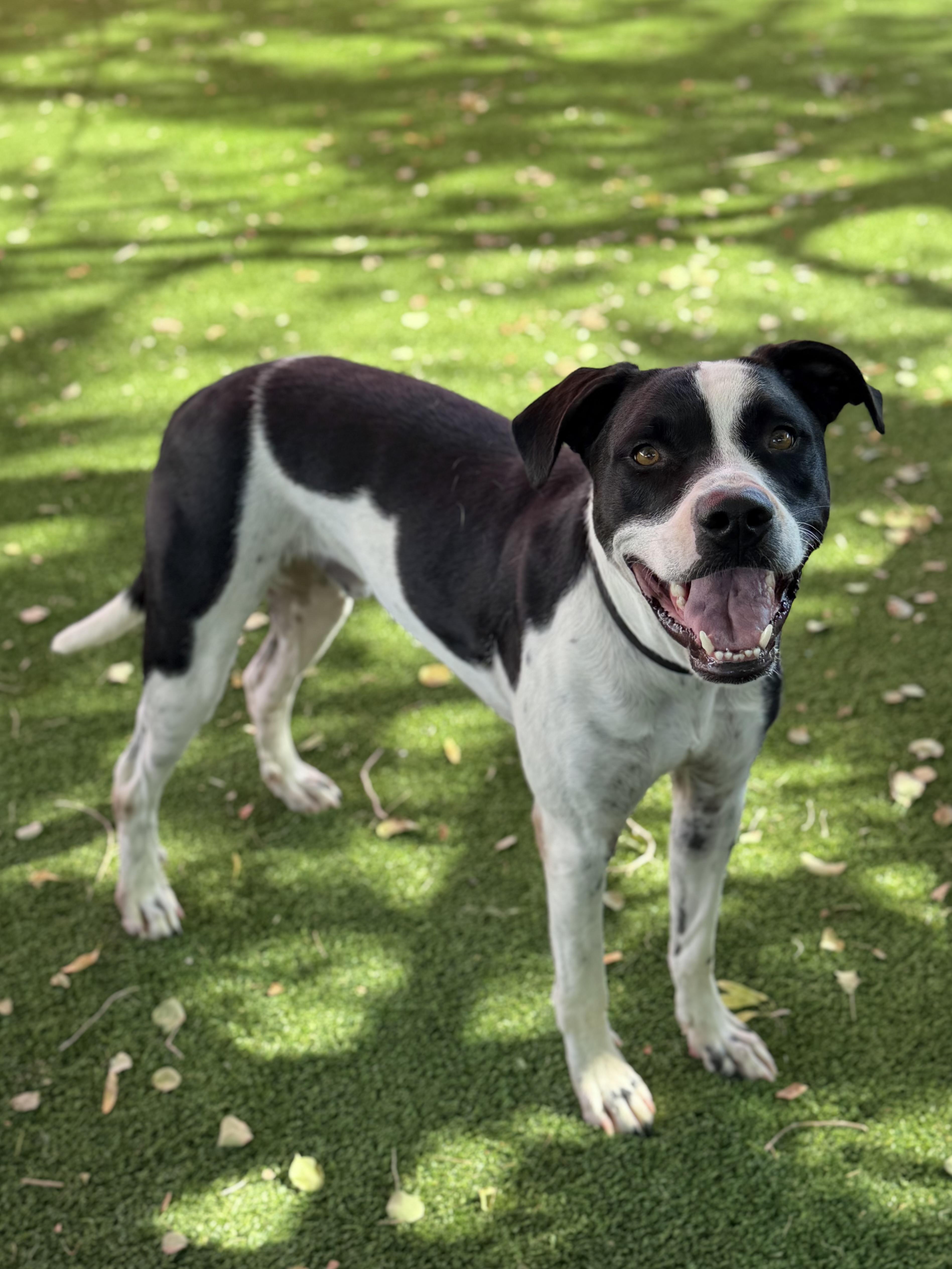 A young large-sized male American Staffordshire Terrier dog named Bennett for adoption in Glendale, AZ