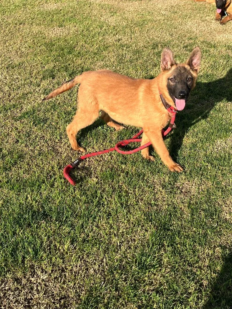 A young medium-sized female Belgian Shepherd / Malinois dog named Misha for adoption in McFarland, CA