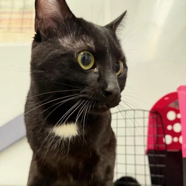 An adult small-sized male Domestic Short Hair cat named Miller for adoption in Des Moines, IA