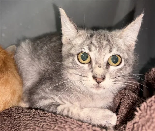 A baby medium-sized male Domestic Short Hair cat named Lamine for adoption in Dallas, TX