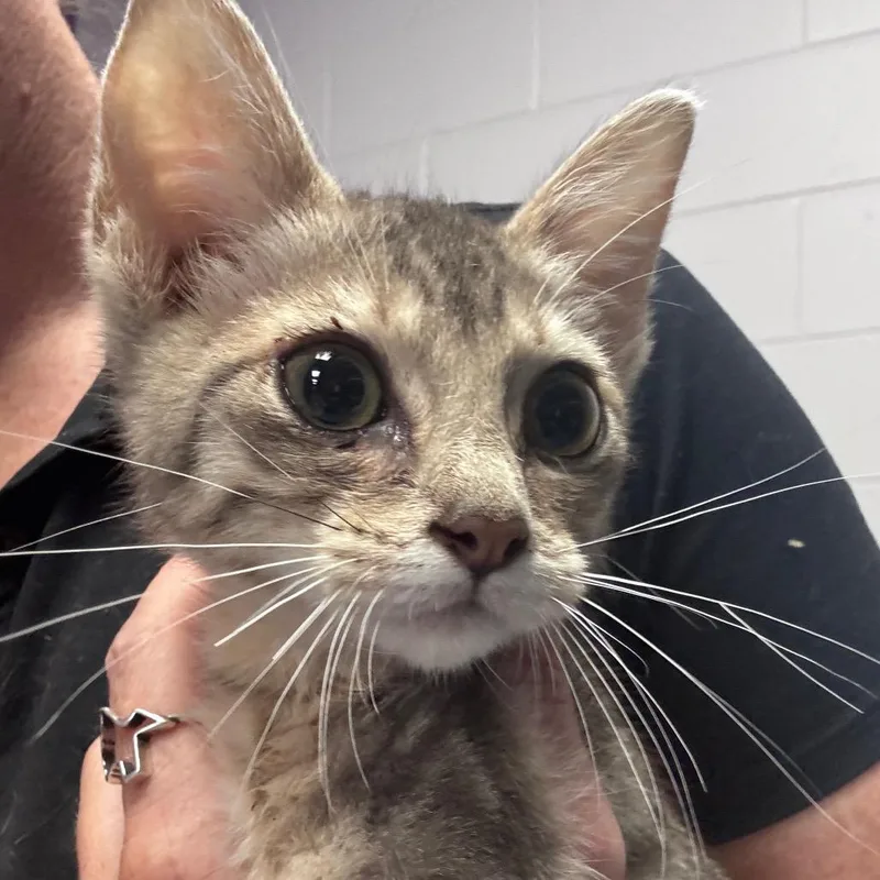 A baby small-sized female Gray / Blue / Silver Domestic Short Hair cat named Skitz for adoption in Lufkin, TX