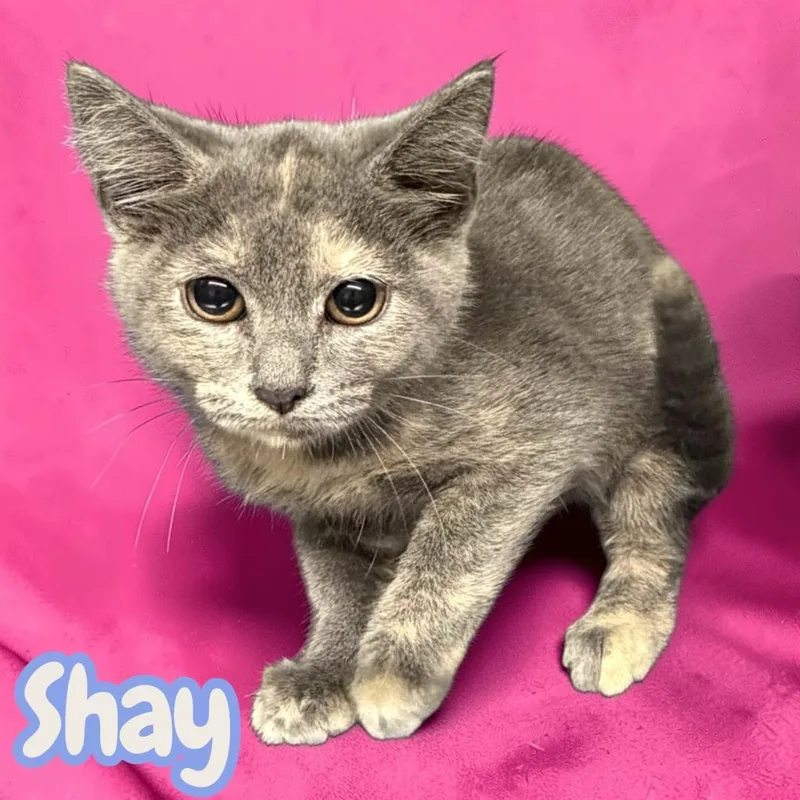 A baby medium-sized female Domestic Short Hair cat named Shay for adoption in Sorrento, LA