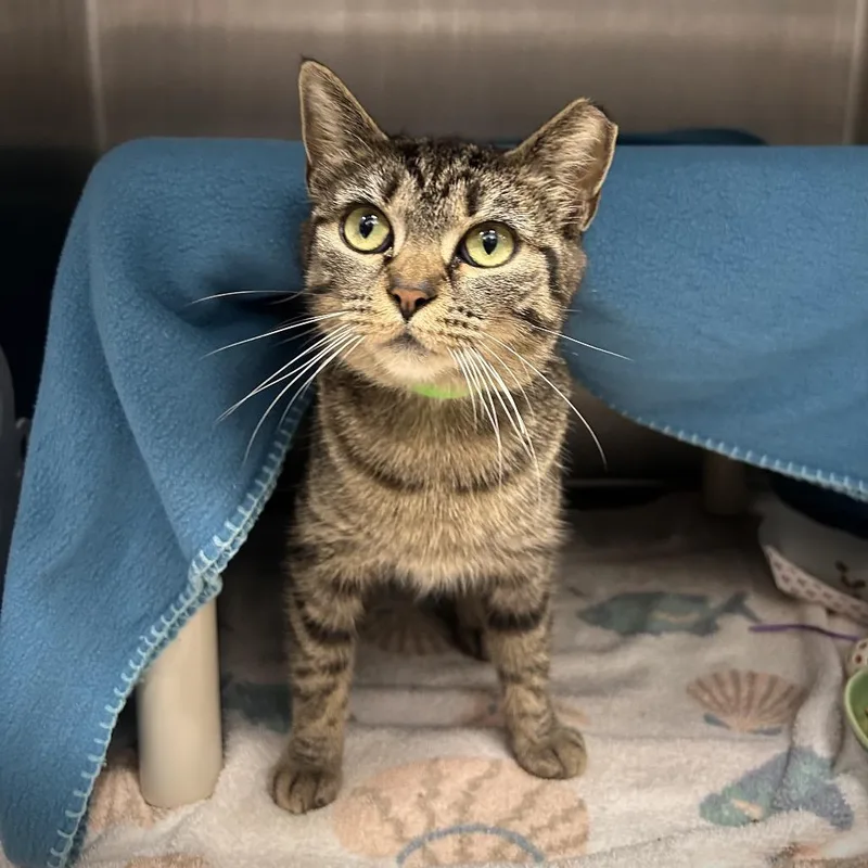 An adult medium-sized female Brown / Chocolate Domestic Short Hair cat named Goldie for adoption in Fort Wayne, IN