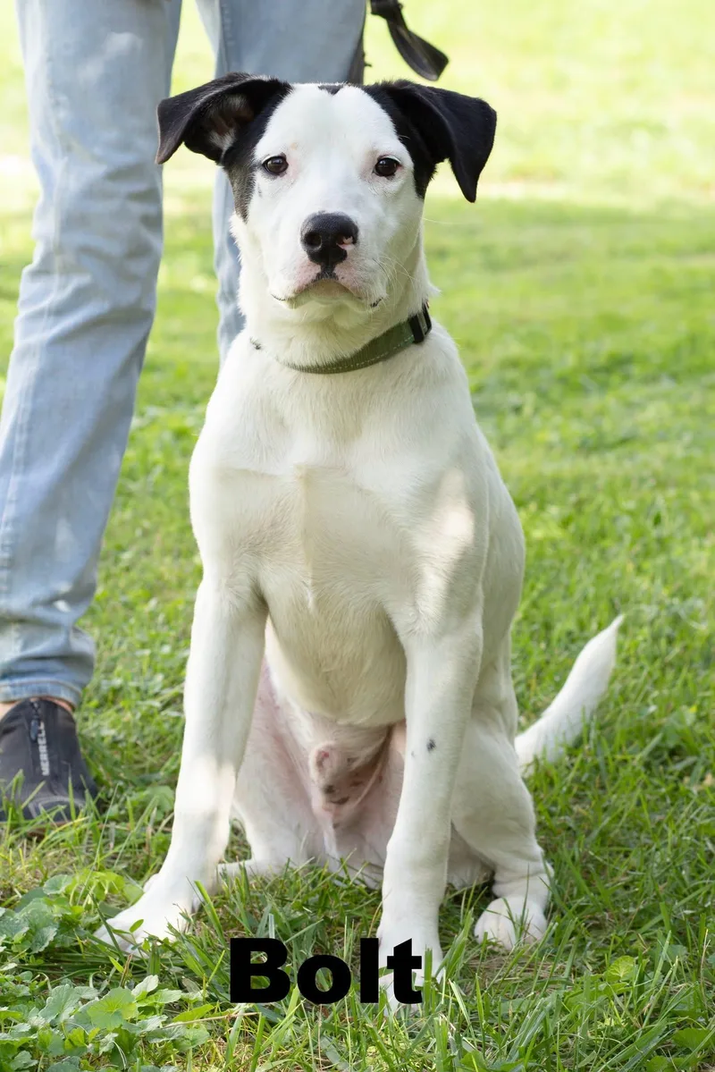 A young medium-sized male White / Cream Mixed Breed dog named Bolt for adoption in Macomb, IL