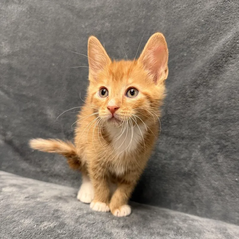 A baby medium-sized male Domestic Short Hair cat named Comet for adoption in Brenham, TX