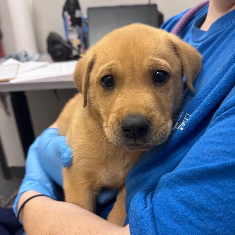 A baby small-sized male Yellow / Tan / Blond / Fawn Mixed Breed dog named BBQ Shrimp for adoption in Columbiana, AL