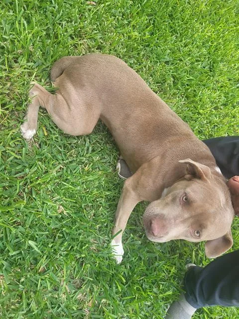 An adult medium-sized female American Staffordshire Terrier dog named Nova for adoption in San Antonio, TX