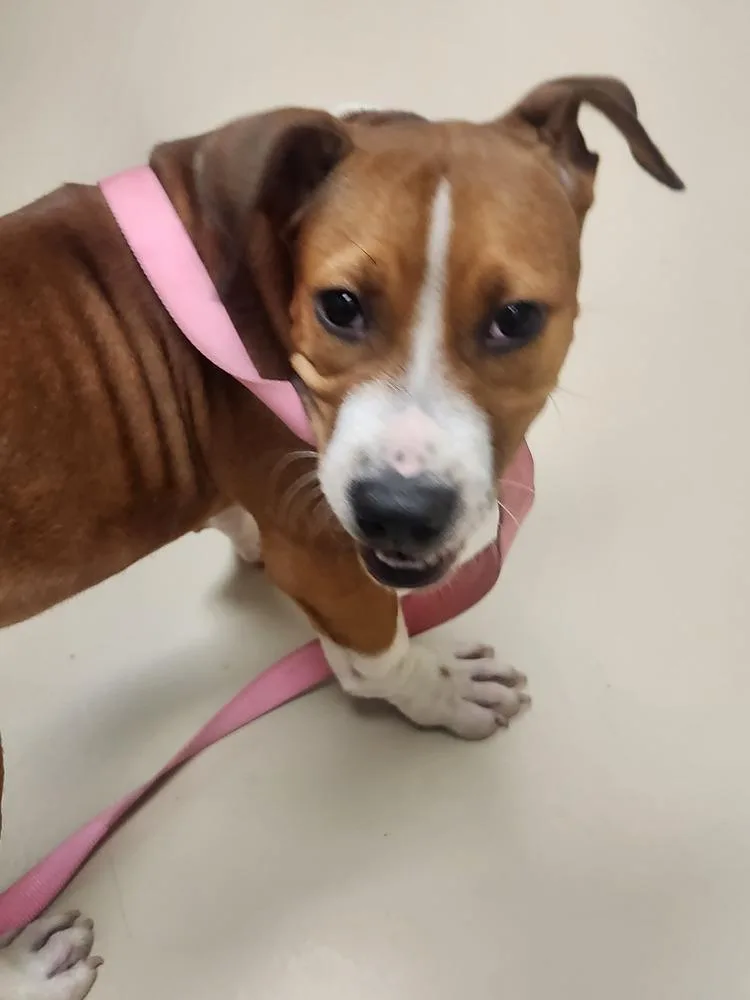 A baby medium-sized female Tricolor (Brown, Black, & White) American Staffordshire Terrier dog named Chili for adoption in Wendell, NC
